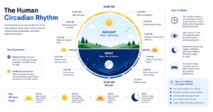 Circadian rhythm body clock illustration Circadian rhythm body clock illustration