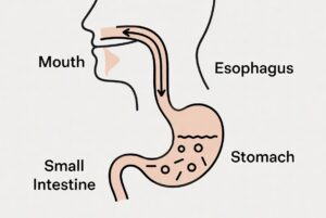 digestion process active after eating before bed affecting sleep